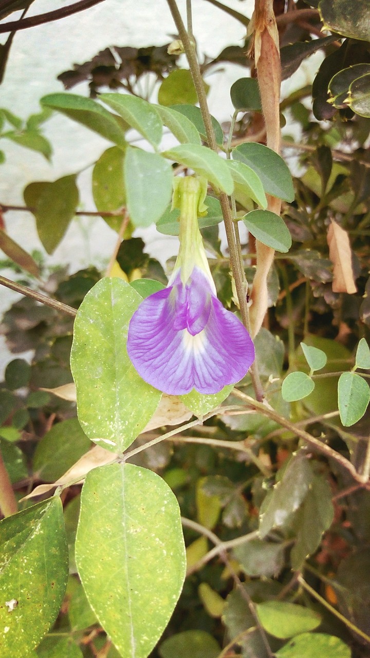 today click