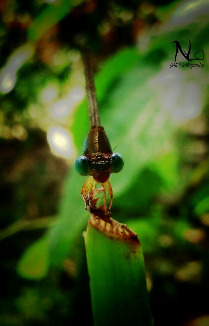 #nillphotography