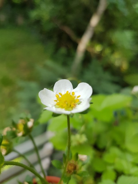 Erdbeere