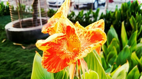 тапети tropics, flora