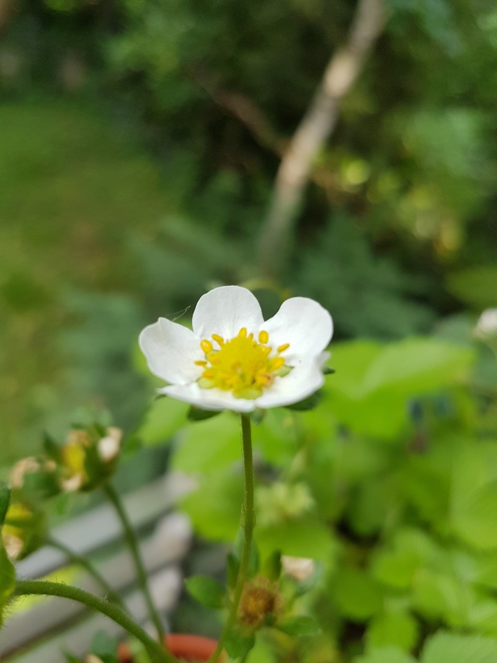 Erdbeere