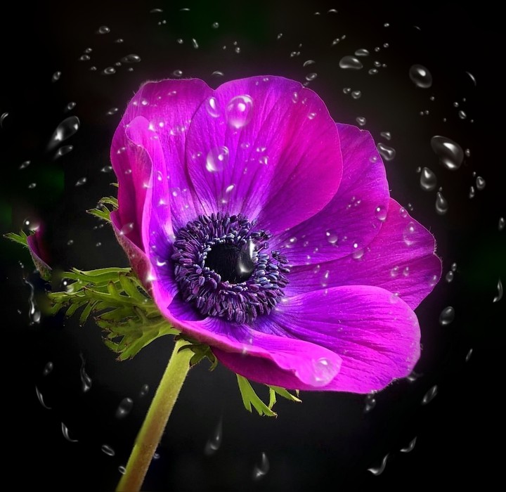 purple
