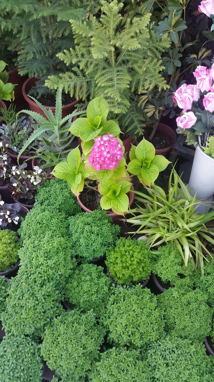 flower