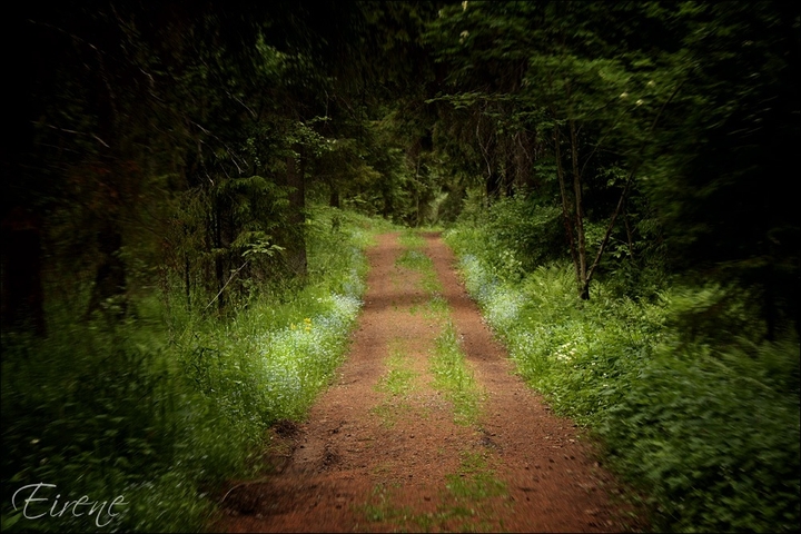 Forest path