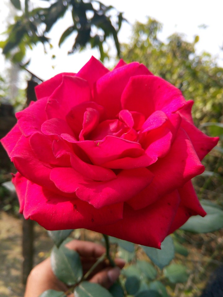 beautiful rose