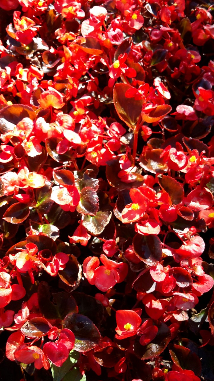 Red flower