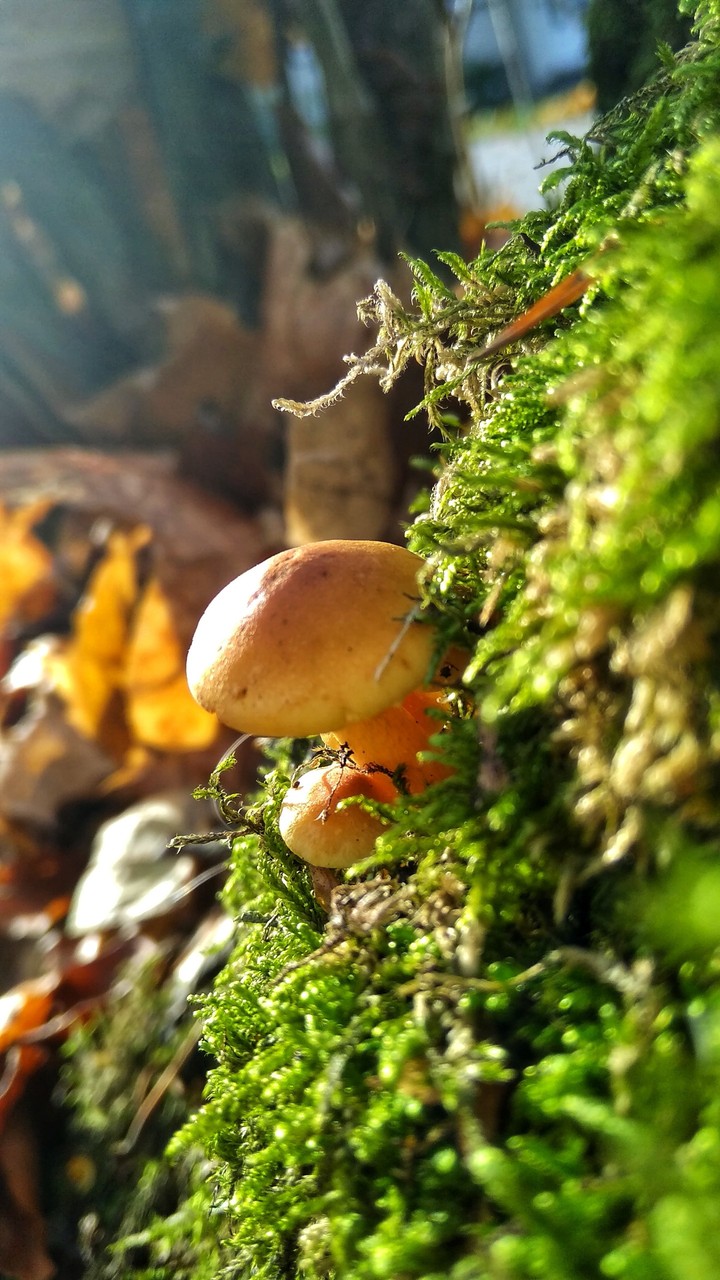 Mushroom