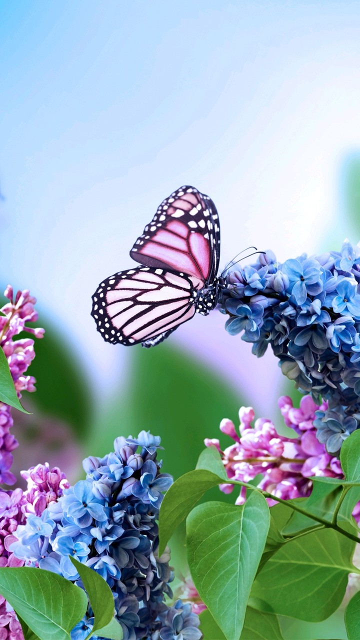 Butterfly !!