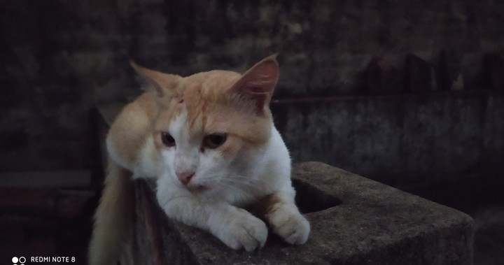 cat