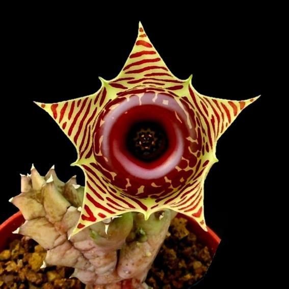 Succulent
