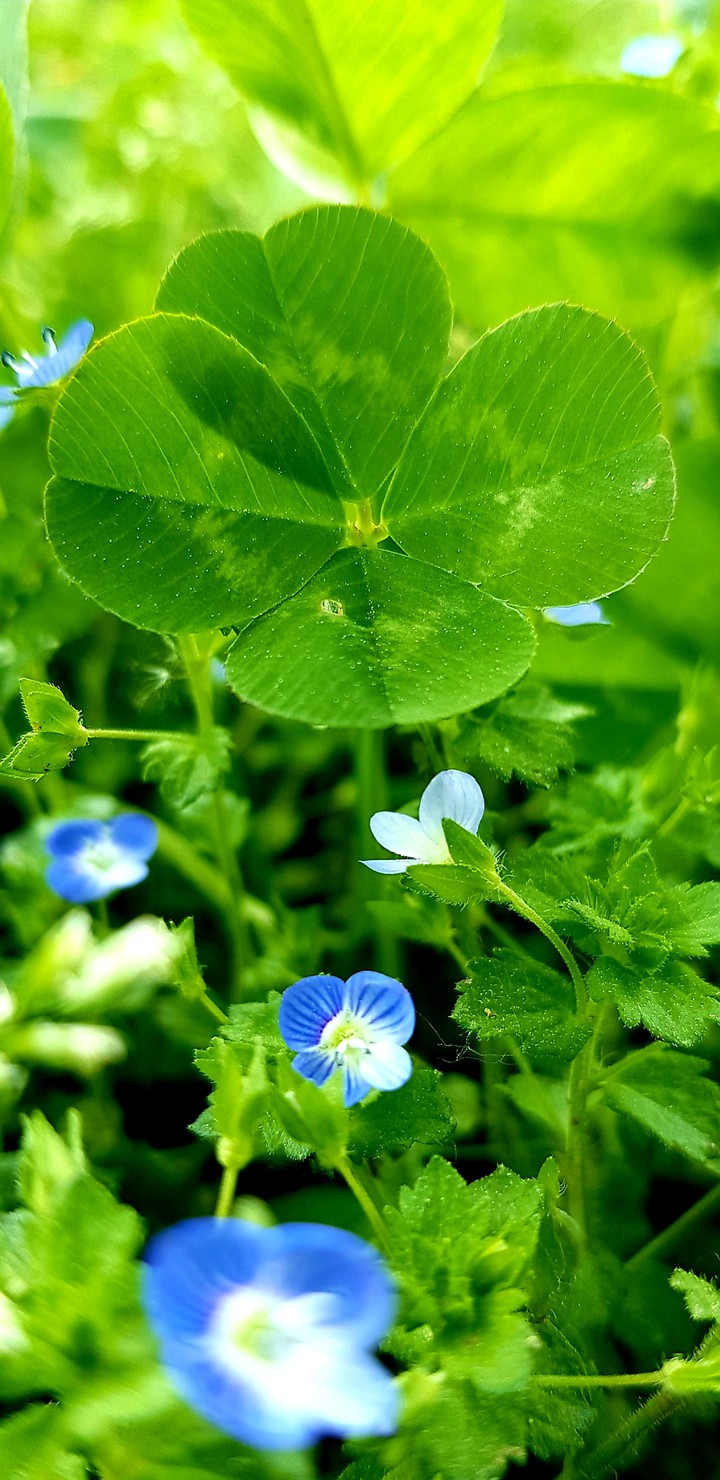 ♥