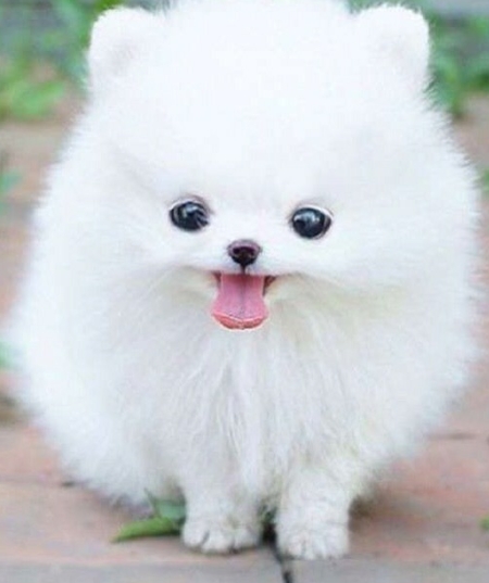 animal