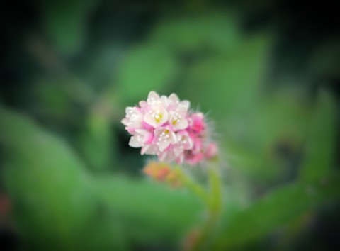 רקעים plant, magenta
