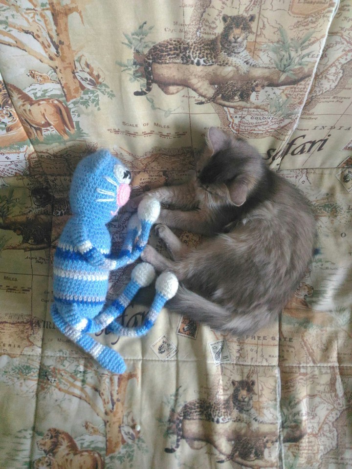 cat