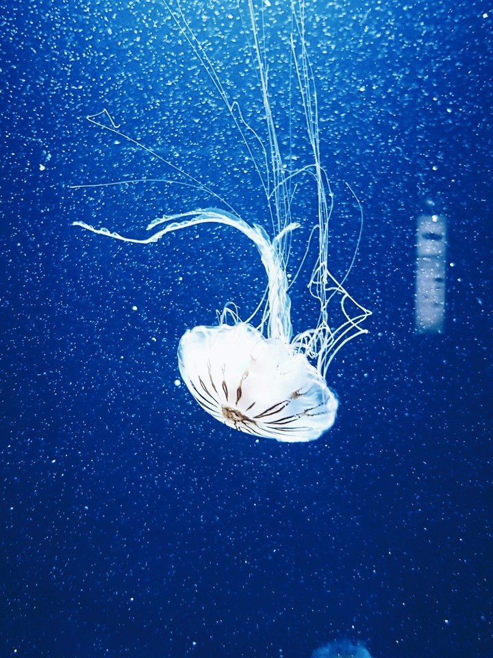 Jelly
