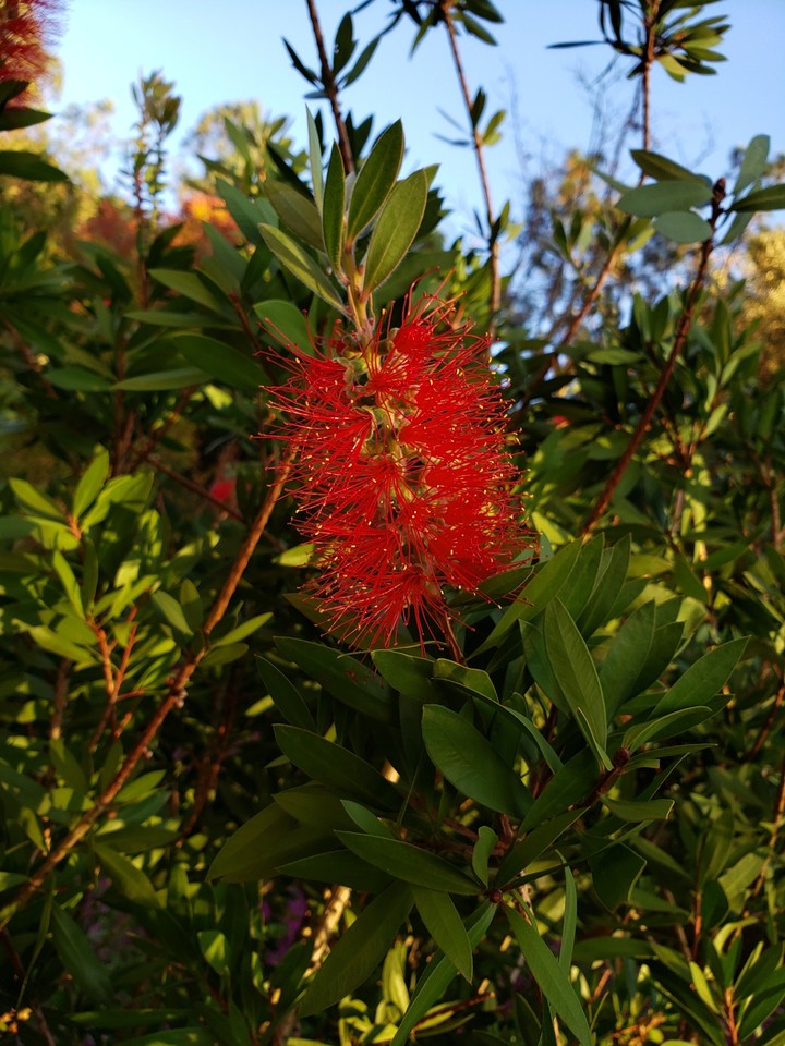 pure nature