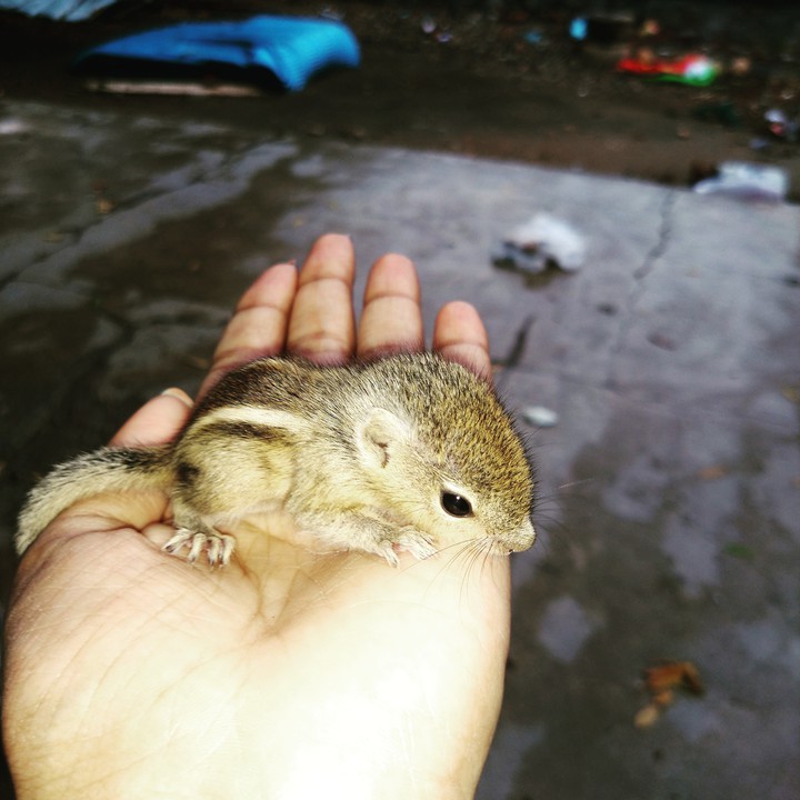 pet love