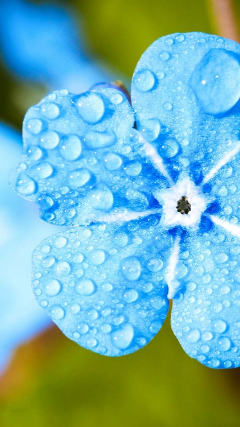 Raindrops