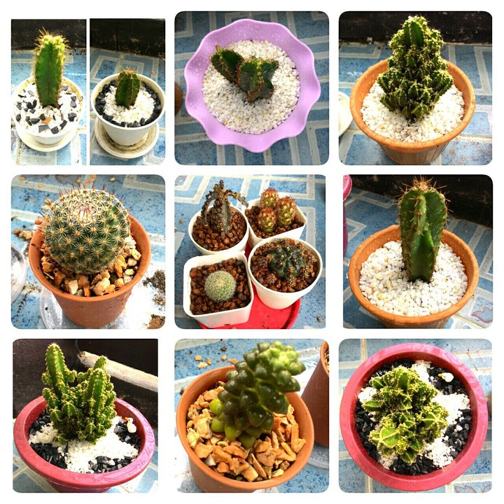 All cute!