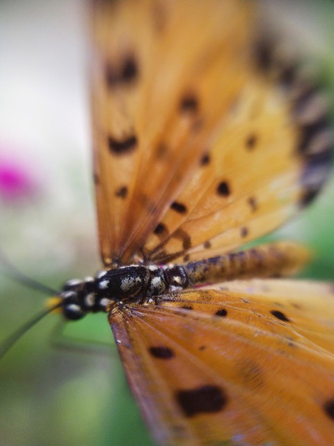 butterfly