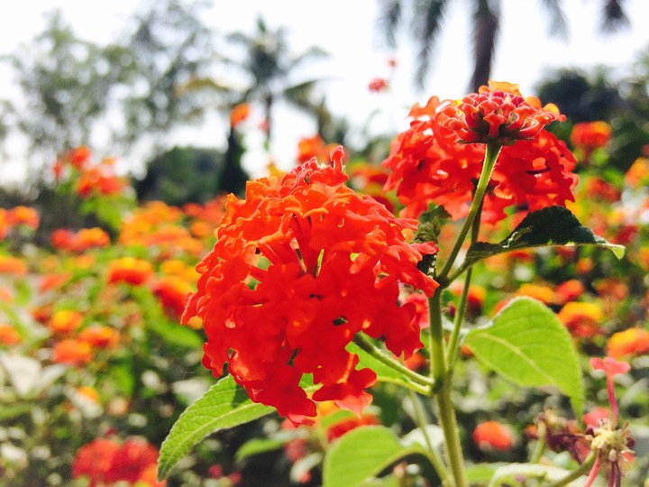 flowers