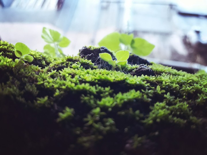 greeny