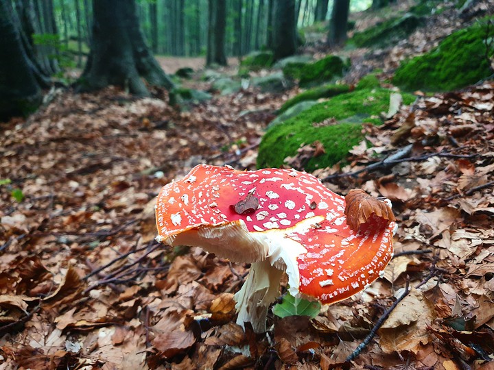 mushroom