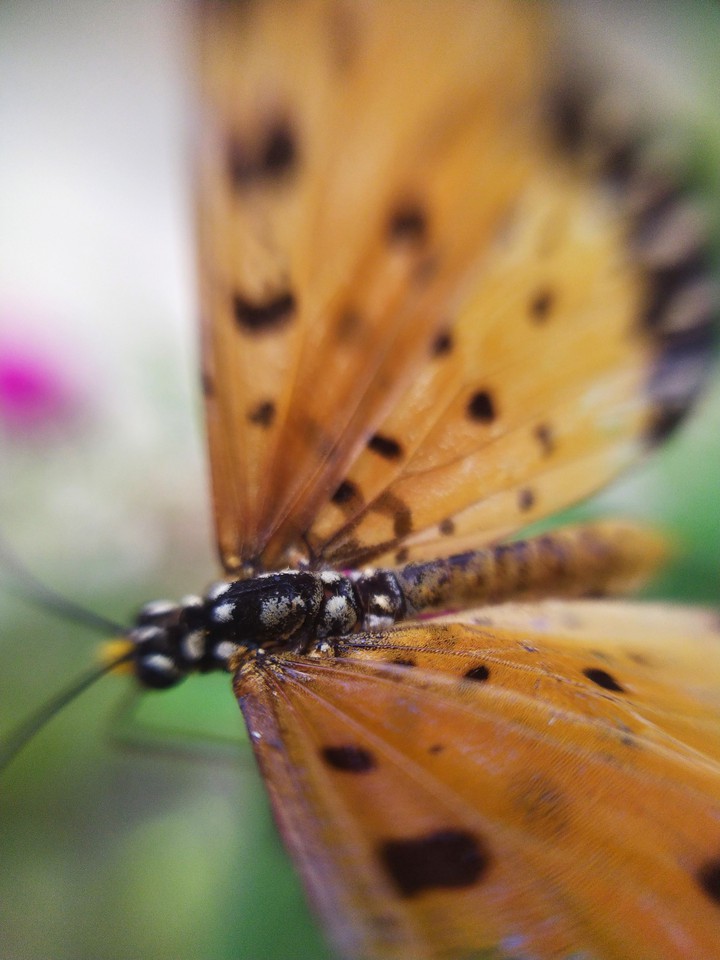 butterfly