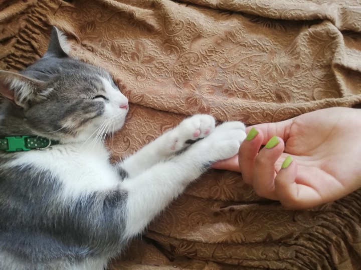 Tomando una siesta