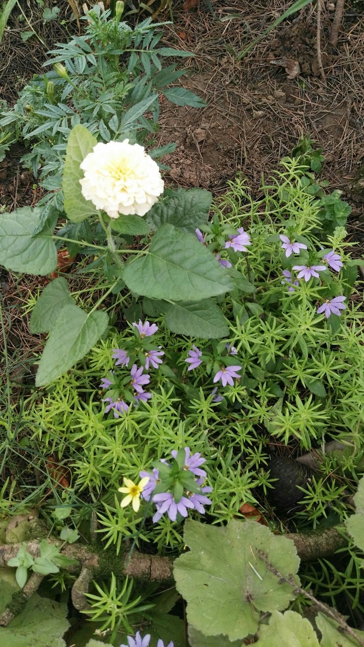 Flor