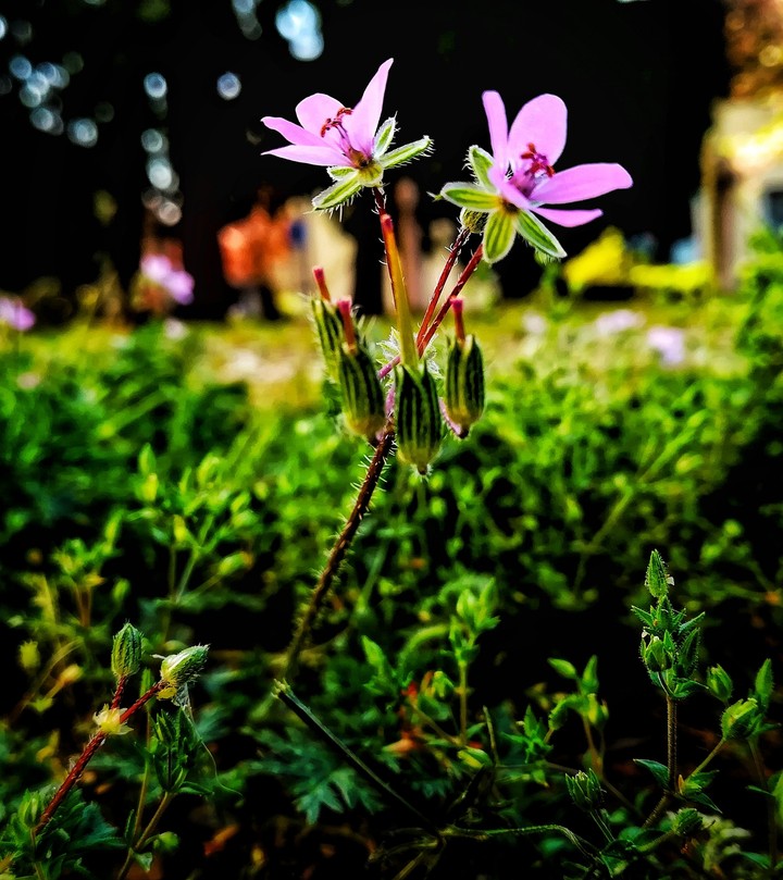 nature