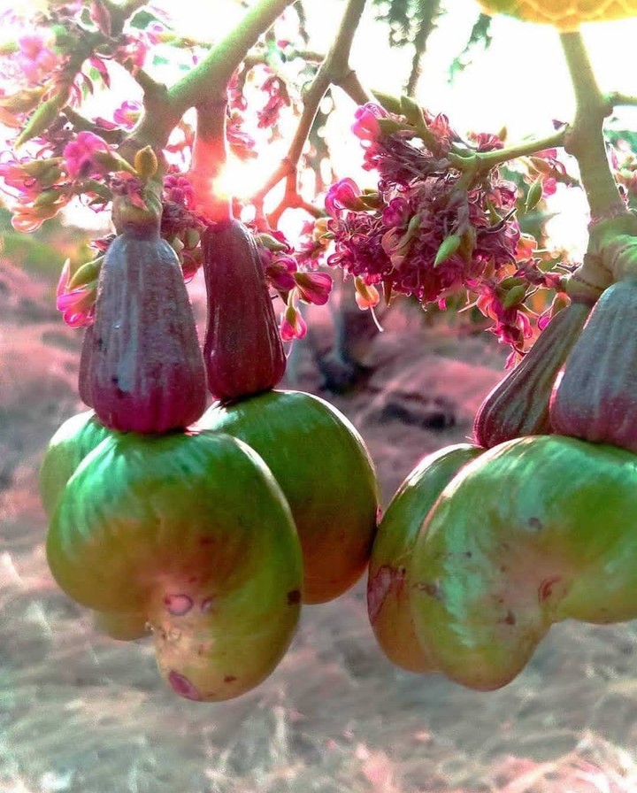 cashew) _-nut