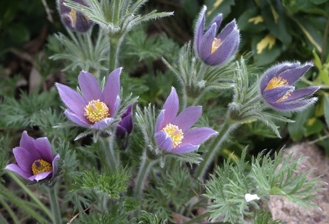 tapety Crocus, Pasqueflower
