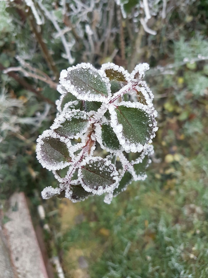 frost