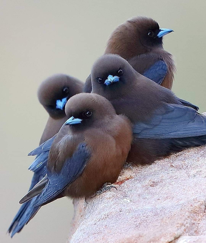 birds