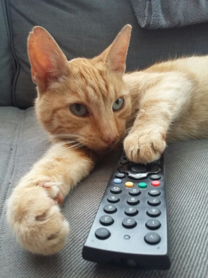 TV cat