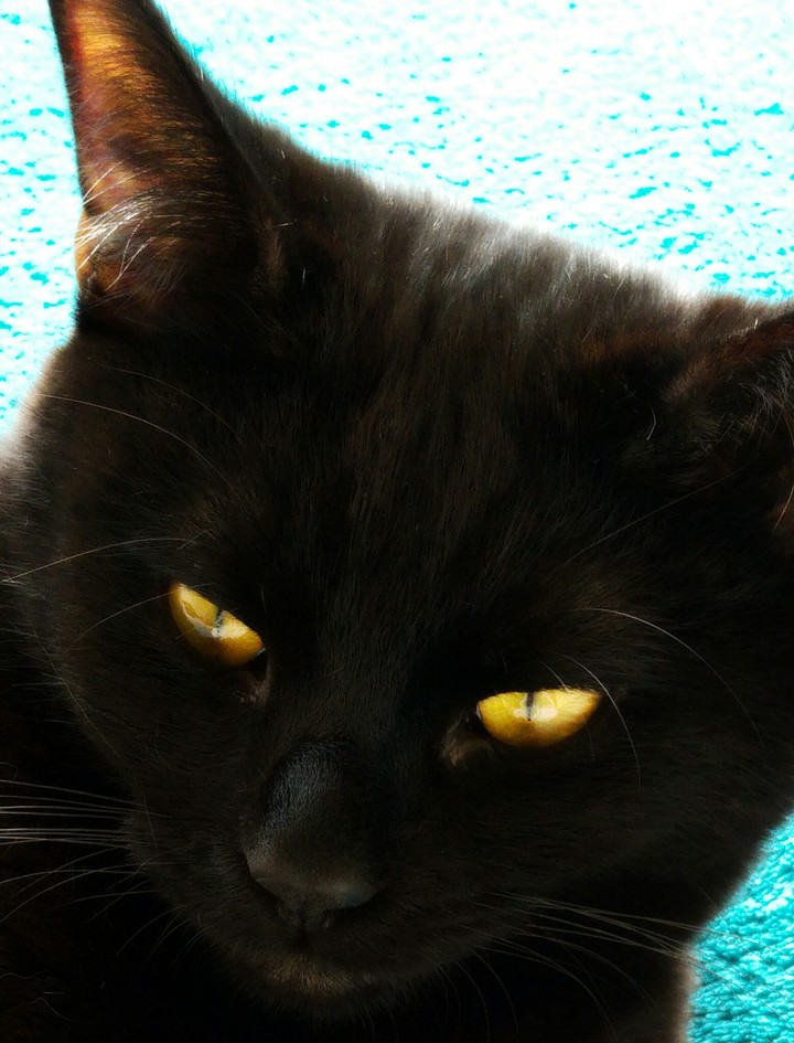 Purrfect