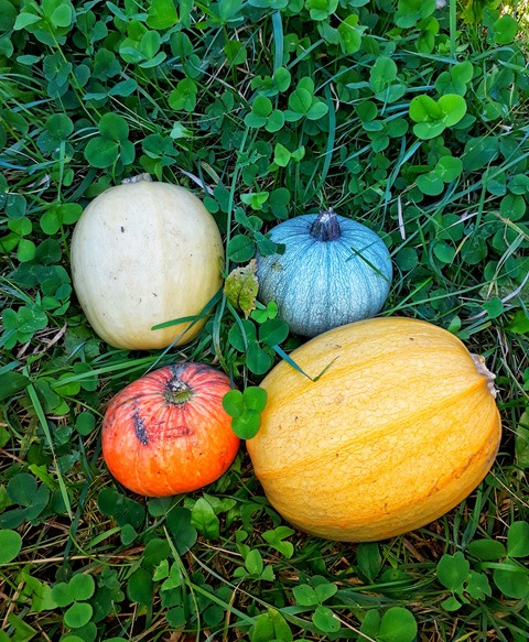 Pumpkins