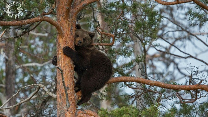 Animal World.