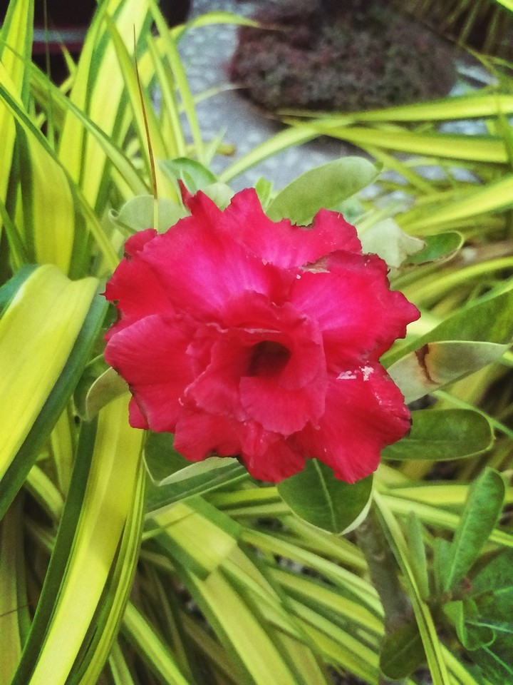 red flower