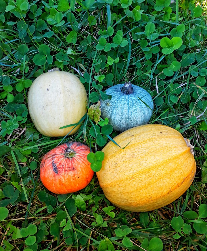 Pumpkins