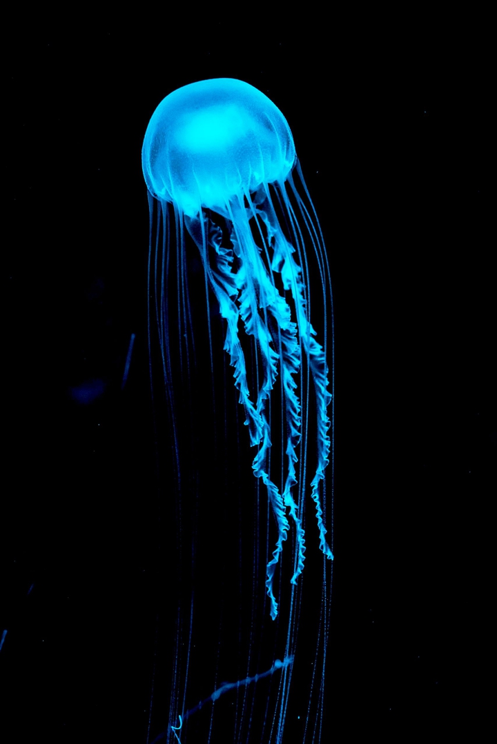 Jellyfish