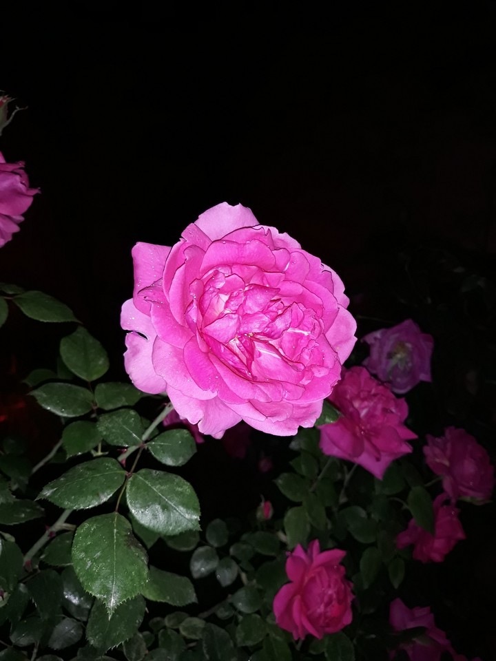 rose