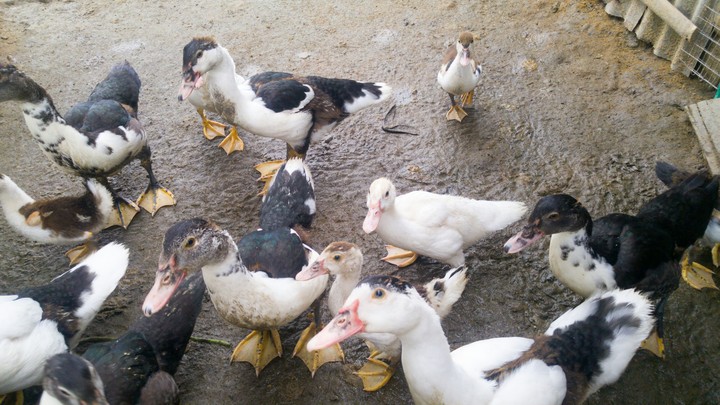 ducks