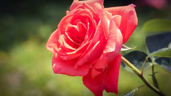 Rose