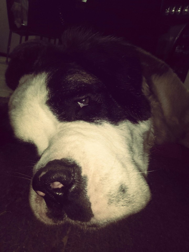 st bernard