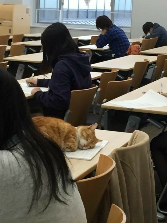 cat