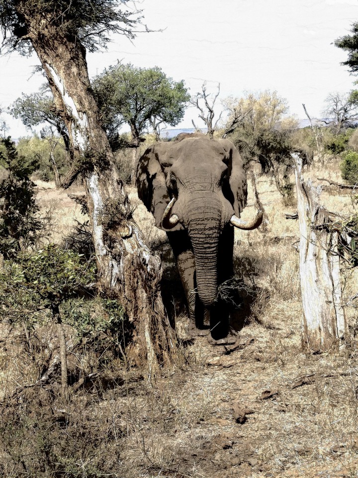 Elephant