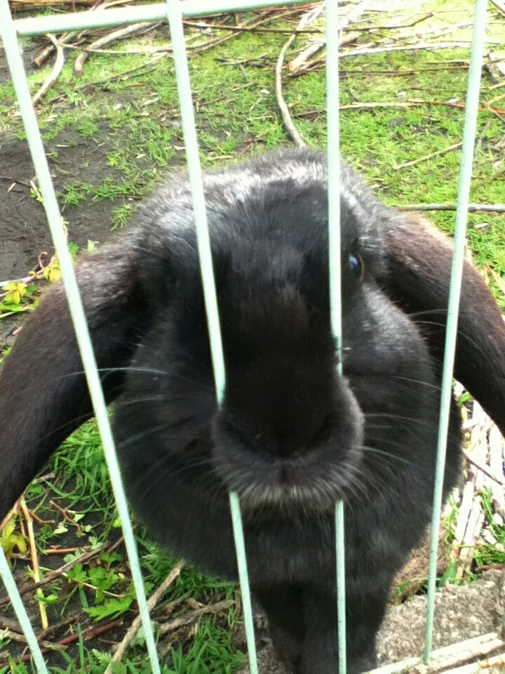 Bunny