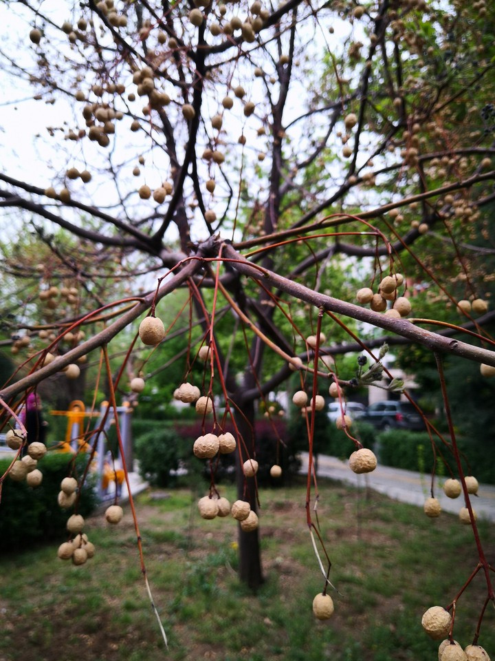 spring